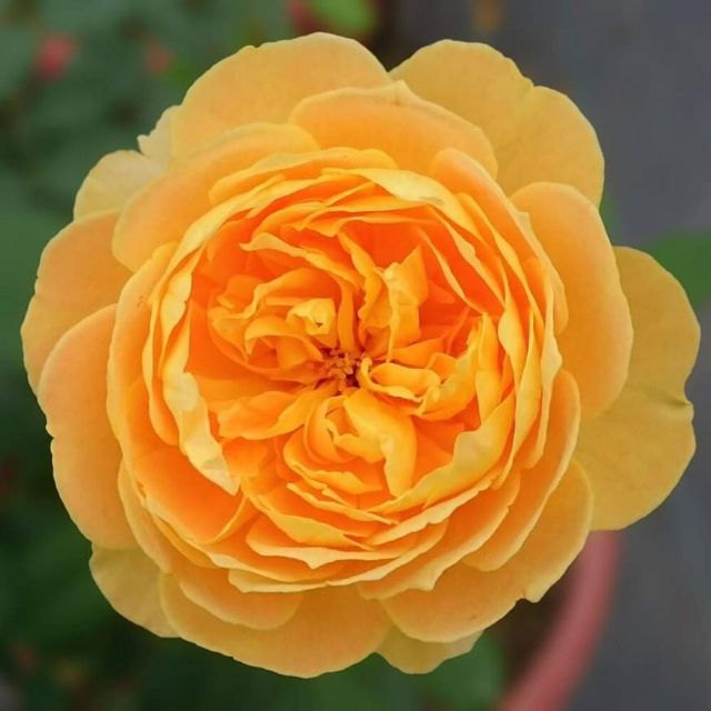 Hoa hồng ngoại Molineux