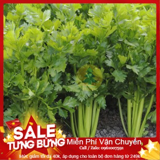 Hạt Giống Cần Tây -100 Hạt