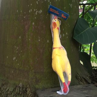 Gà bóp kêu Shrilling chicken 41cm