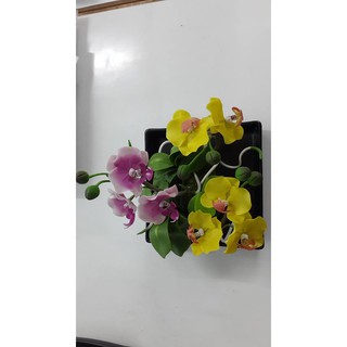 Hoa Lan hồ điệp cỡ trung để bàn