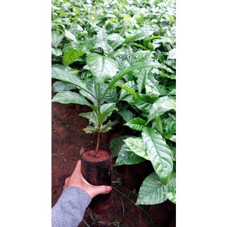 Cây Cà Phê ARABICA (Chuẩn Giống)