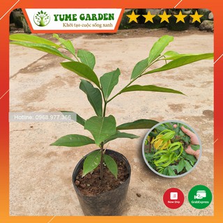 Cây giống hoa dẻ, hoa móng rồng