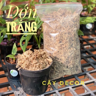 Dớn trắng, dớn mềm giá rẻ gói 100gr