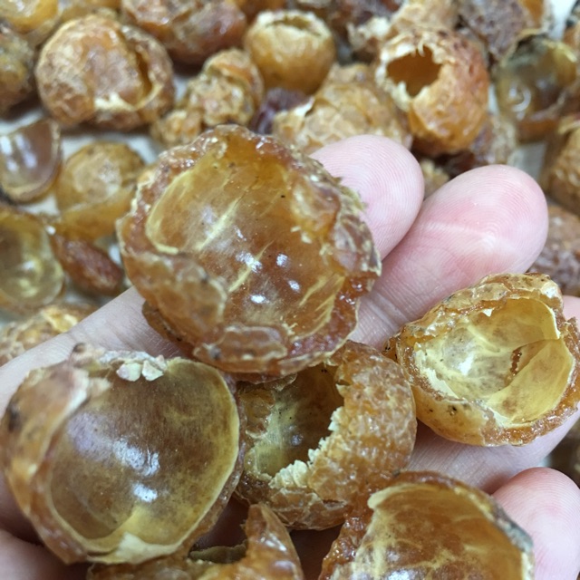 Bồ hòn đặc biệt