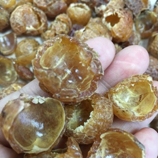 Bồ hòn đặc biệt