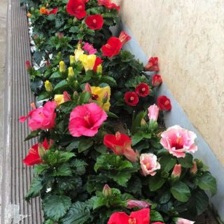 Cây giống dâm bụt thái lùn