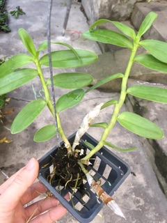 Lan giả hạc