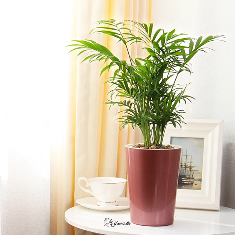 Chậu trồng cây tự tưới nước tự động tiện dụng chất lượng cao