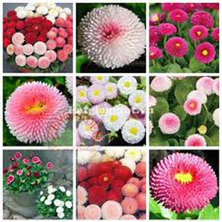 Hạt giống hoa cúc anh 100 hạt