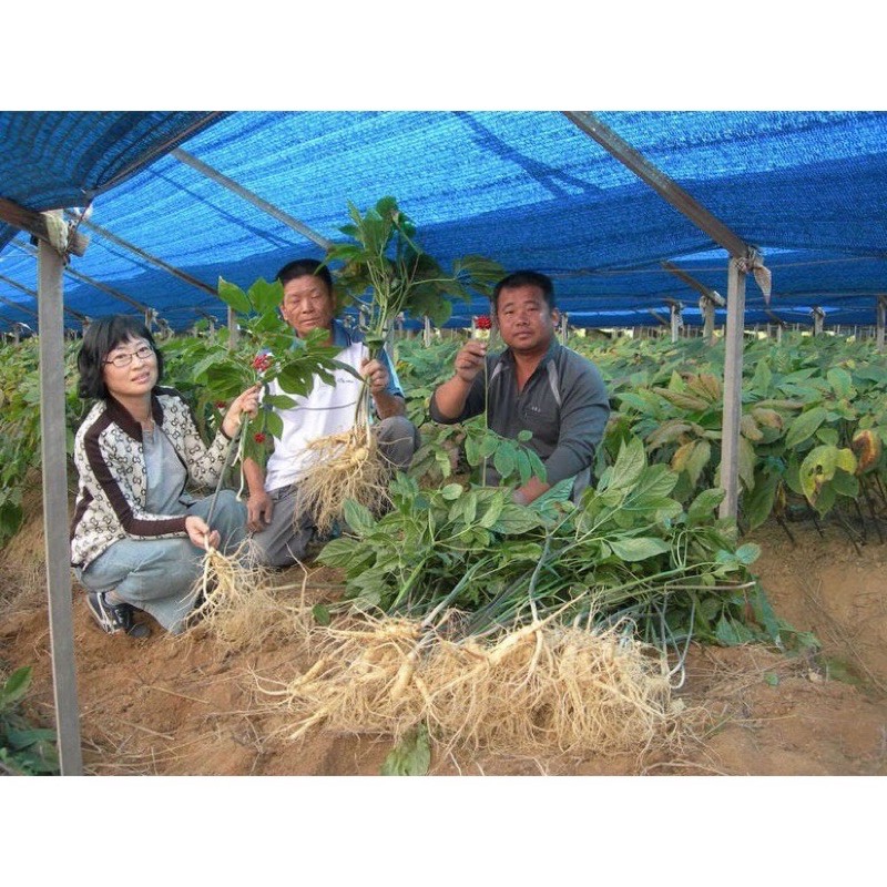 Hạt giống nhân sâm Hàn Quốc 🌱