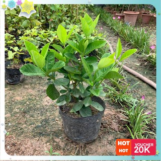 Cây bạch thiên hương, dành dành cao 25-30cm mùi hương thơm ngát