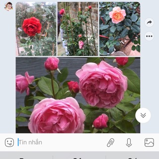 Combo 1 bishop,1hồng cổ Hải phòng, 1 bạch thiên hương chỉ 400k