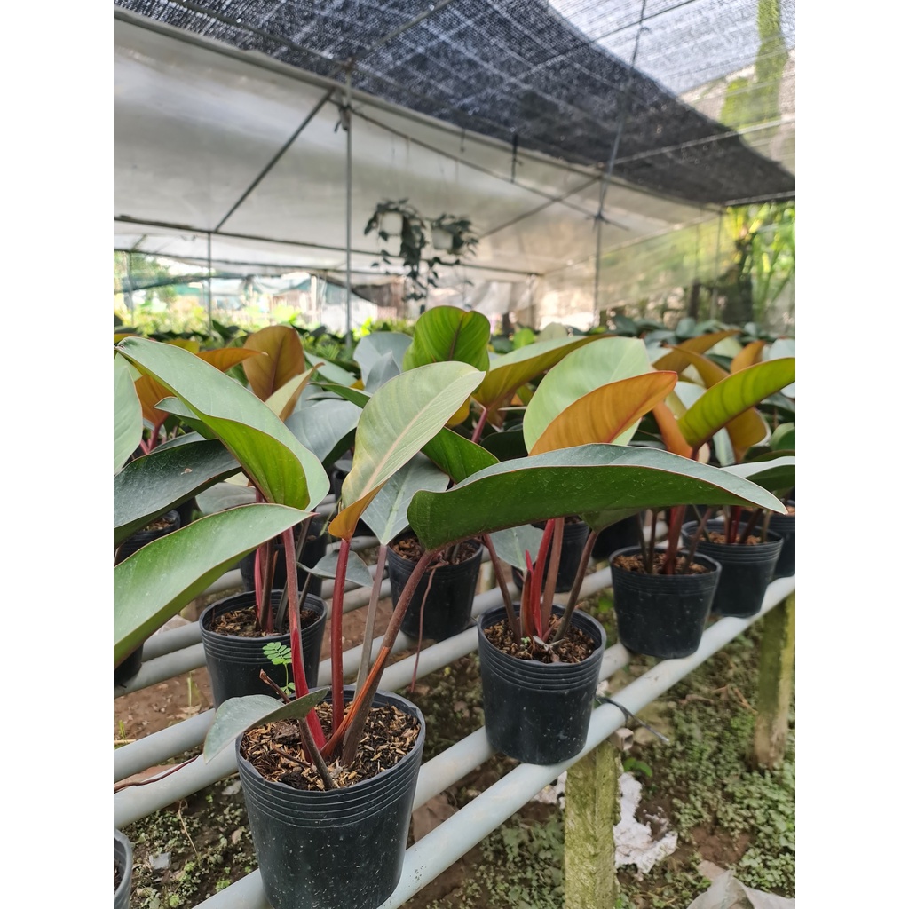 TRẦU BÀ ĐẾ VƯƠNG NÂU ,, phong thuỷ để bàn mini GIÁ RẺ, lọc không khí, Cây Tươi Nguyên CTN0420