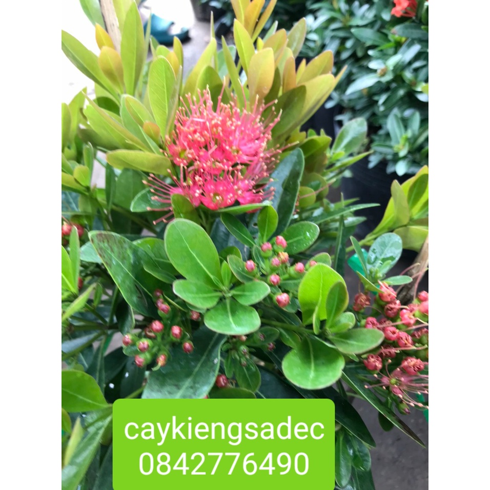 Caykiengsadec- Mai thái hồng+tặng phân bón cho cây- hoa lá cây kiểng-