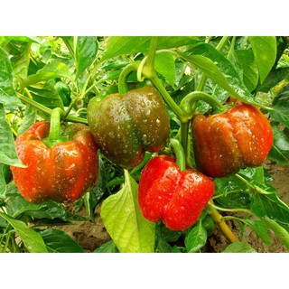 [Seeds]Hạt Giống Ớt Chuông gói 30 hạt năng suốt cao