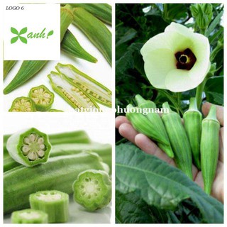 Hạt Giống Đậu Bắp Xanh 10 hạt