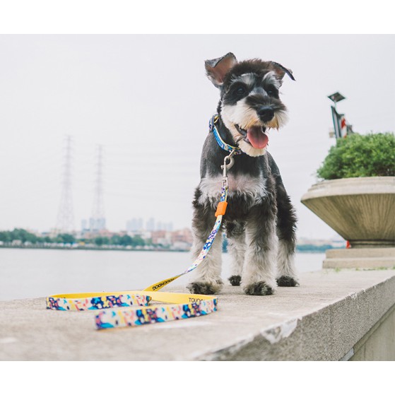 Touchdog Set vòng cổ cho chó / cún