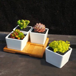 Set chậu sứ trắng để bàn [Tặng kèm khay gỗ]