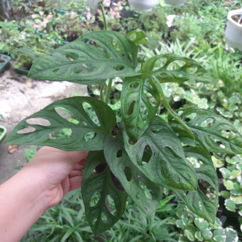 trầu bà lá lỗ .h1 trầu bà cửa sổ