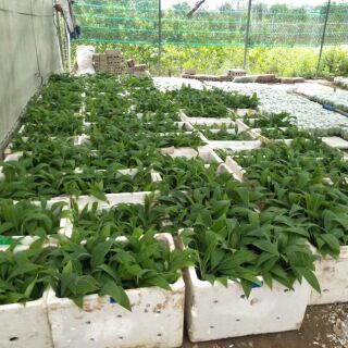 Cây chuối tây thái