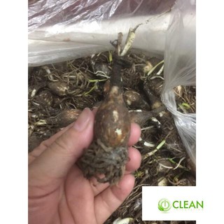 Huệ mưa Huệ mưa