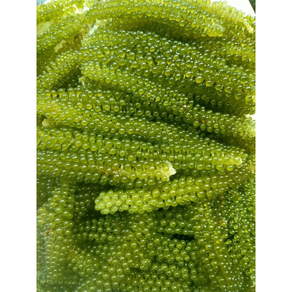 200GR RONG NHO KHÔ - SEA GRAPES - RONG NHO TÁCH NƯỚC + 2 GÓI MÈ RANG