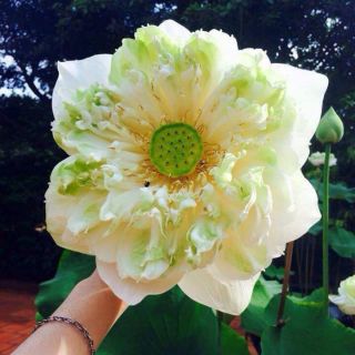 Hạt Giống Sen Cung Đình F1 (Sen Bách Diệp) dễ trồng, nảy mâm 💯%sau 3_5ngay+tặng kèm hướng dẫn trồng_gia 5k/hạt