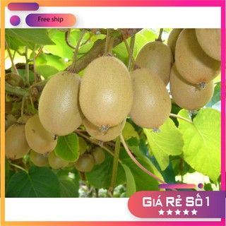 HẠT GIỐNG QUẢ KIWI 30 HẠT LUCKY.VN