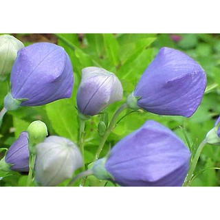 Hạt giống hoa Cát cánh