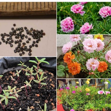 HẠT GIỐNG HOA MƯỜI GIỜ ĐƠN NHIỀU MẦUBÔNG TO CÁNH KÉP CỰC KỲ ĐẸP