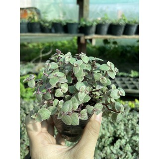 cây pink lady (cây tổ ong)