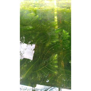 Rong đuôi chồn - Cây thủy sinh (1 bó 10 nhánh)