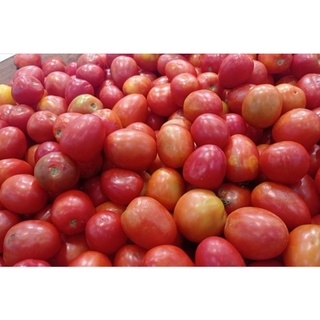 CÀ PHÁO - CÀ CHUA - CÀ TÍM - CÀ RỐT