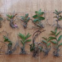 Phi điệp tím (giả hạc)