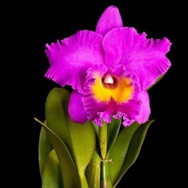 Hoa Lan Cattleya Nhật Thịnh trưởng thành sắp mèo đẹp rẻ
