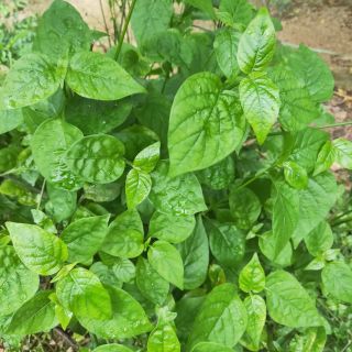 Giống cây rau ngót nhật