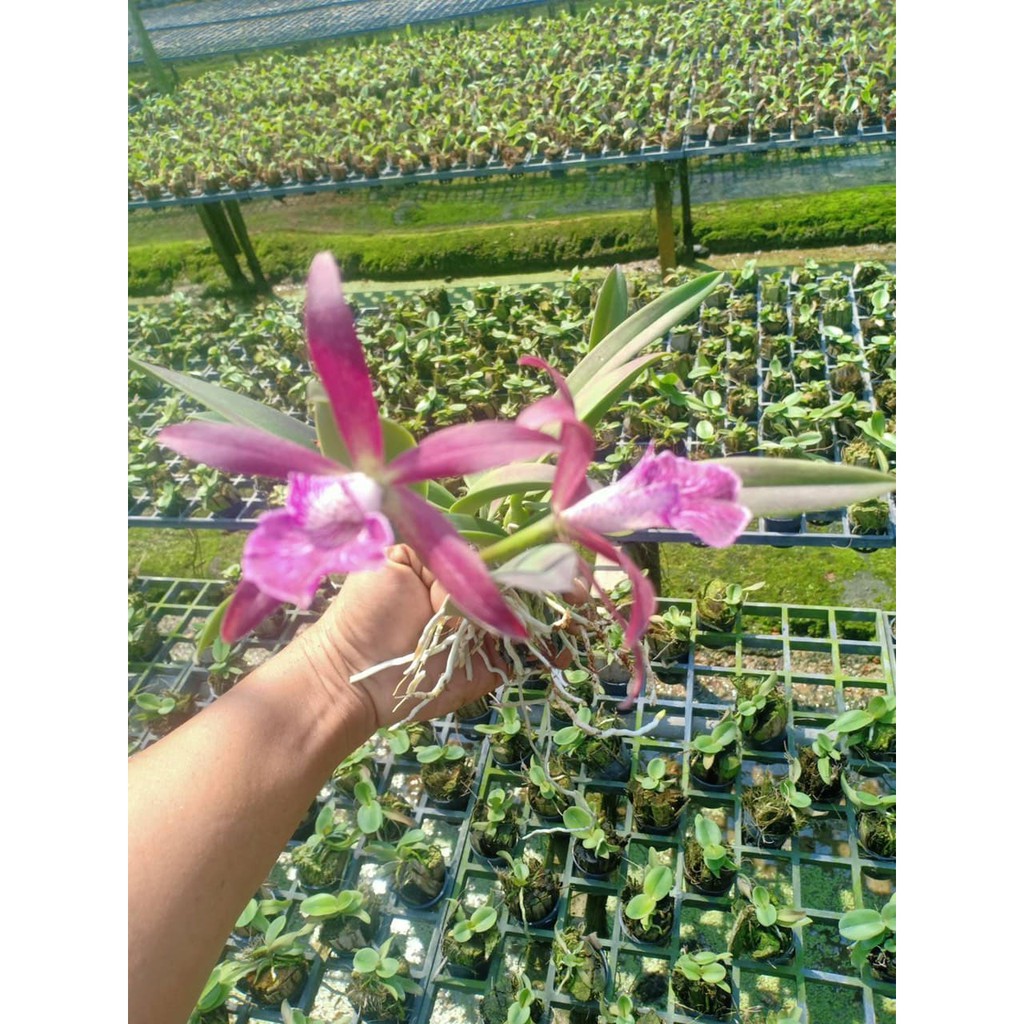 lan cattleya 2 lá tử hạc