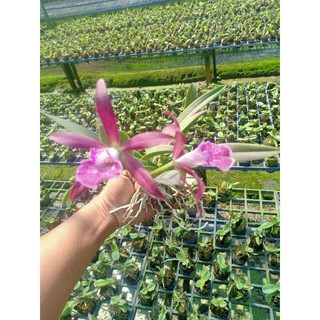 lan cattleya 2 lá tử hạc