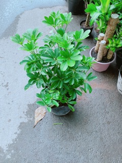 Cây Ngũ Gia Bì