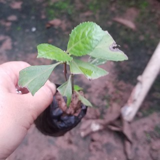Sói rừng - Cây thuốc quý hỗ trợ điều trị ung thư