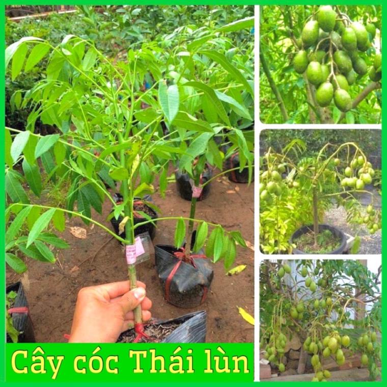 Cây cóc thái lùn siêu quả trồng chậu 6 tháng ra quả không sâu bệnh dễ chăm sóc .