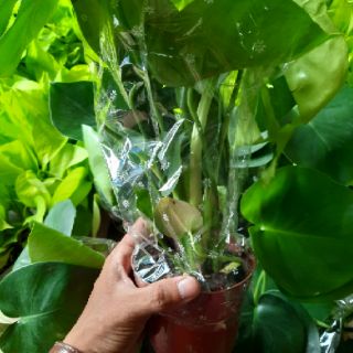 Trầu Bà Lá Xẻ ( cây con để bàn )