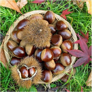 Hạt dẻ Trùng Khánh (sống, chưa khứa)