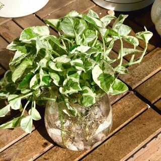 Trầu bà sữa thuỷ sinh