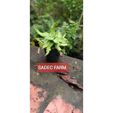 Cây dứa vảy rồng cây phong thủy để bàn