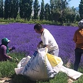 Túi thơm để phòng tắm tủ quần áo ngủ KIMCHIBIKINI nụ oải hương nước hoa treo xe hơi ô tô lavender cao cấp PK001