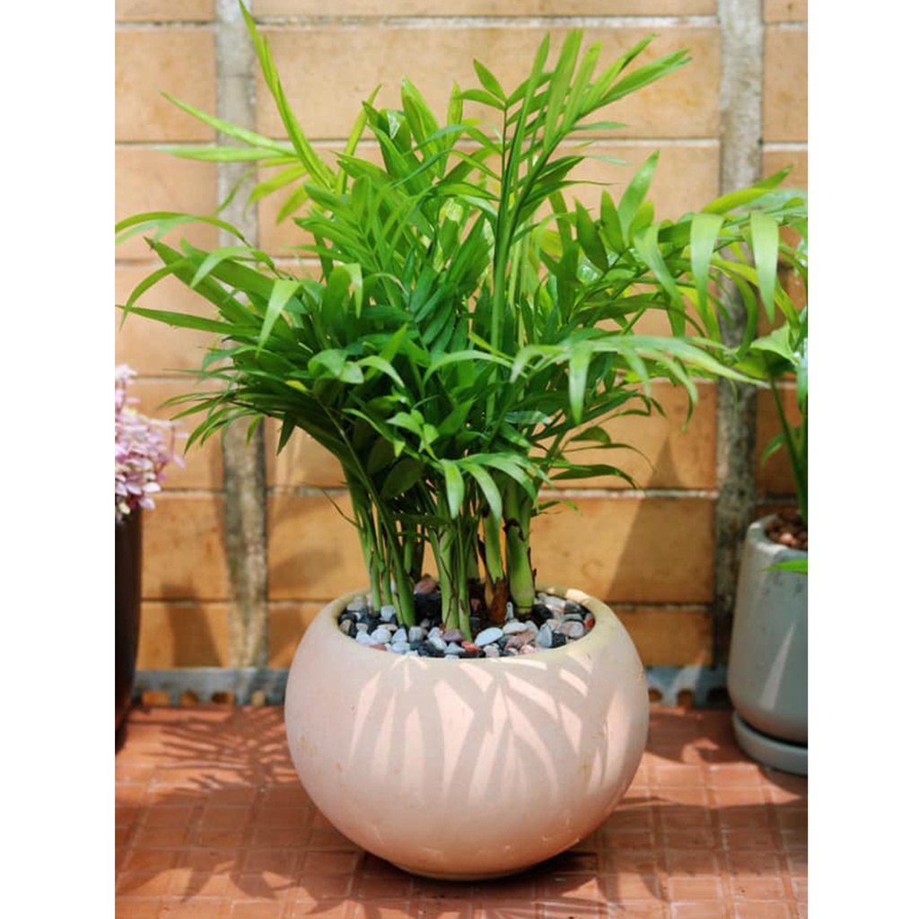 Chậu đất nung ENVIE bầu tròn, miệng chậu 13cm