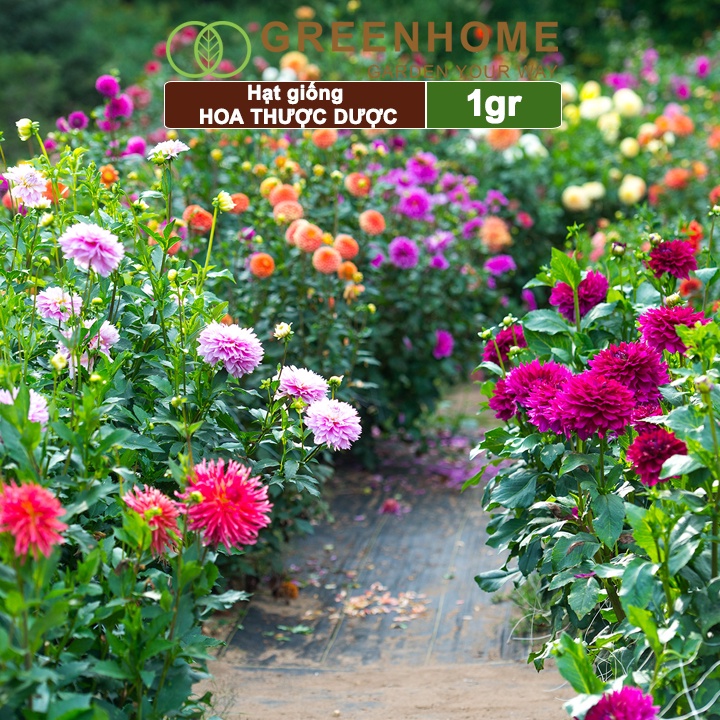 Hạt giống hoa Thược dược mix Greenhome, gói 1gr, dễ trồng, sai hoa, màu rực rỡ H05