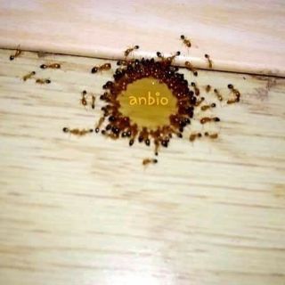 Thuốc diệt kiến, gián sinh học Anbio