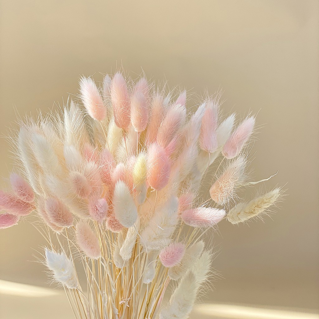 Hoa Khô Happy flower - Cỏ đuôi thỏ xinh xắn trang trí nhà cửa, làm đồ handmade
